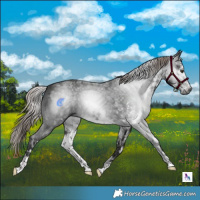 Horse Color:Gray White Spotted Liver Chestnut