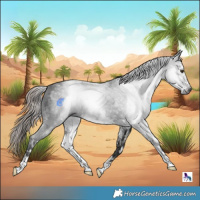 Horse Color:Gray White Spotted Liver Chestnut