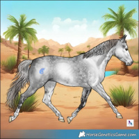 Horse Color:Gray White Spotted Liver Chestnut 