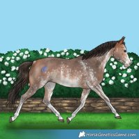 Horse Color:White Spotted Bay Rabicano