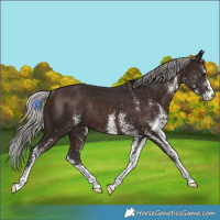 Horse Color:White Spotted Silver Brown Rabicano 