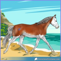 Horse Color:Silver Bay Splash 