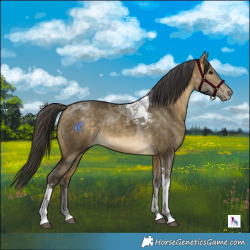 Horse Color:Buckskin Dun Tobiano Rabicano 