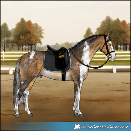 Horse Color:Buckskin Sabino 