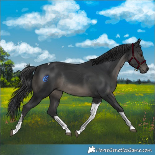 Horse Color:Black Tobiano Rabicano 