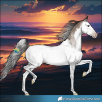 Horse Color:Gray Classic Champagne Roan Splash Appaloosa Rabicano 