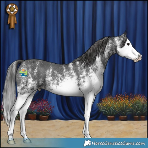 Horse Color:White Spotted Black Splash Appaloosa 