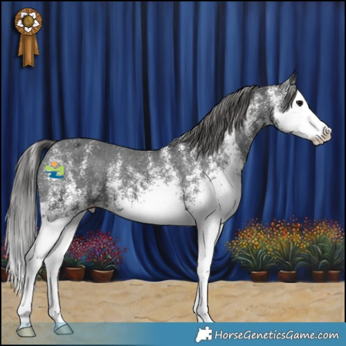 Horse Color:White Spotted Black Splash Appaloosa 