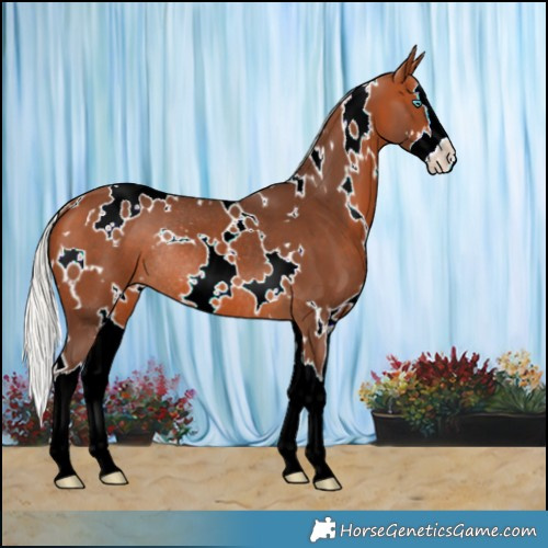 Horse Color:White Spotted Silver Bay Splash Rabicano 