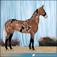 Horse Color:White Spotted Silver Bay Splash Rabicano 
