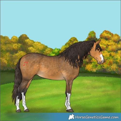 Horse Color:Buckskin 