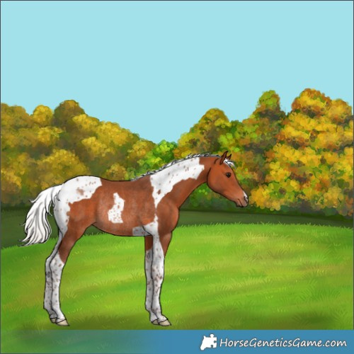 Horse Color:Silver Bay Tobiano Rabicano 