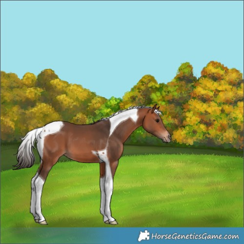 Horse Color:Bay Tobiano 