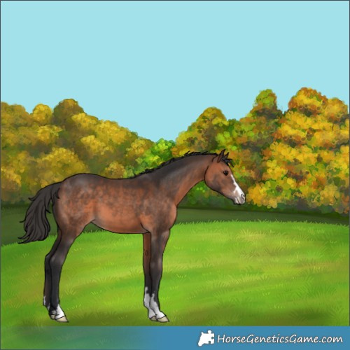 Horse Color:Brown 