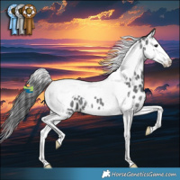 Horse Color:Blue Roan Splash Tobiano Appaloosa 