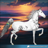 Horse Color:Blue Roan Splash Tobiano Appaloosa 