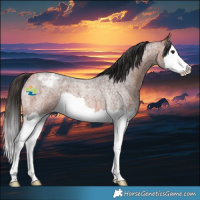 Horse Color:Bay Roan Splash Appaloosa 