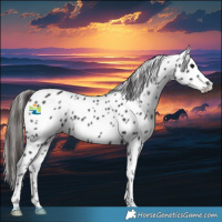Horse Color:Smoky Black Appaloosa 