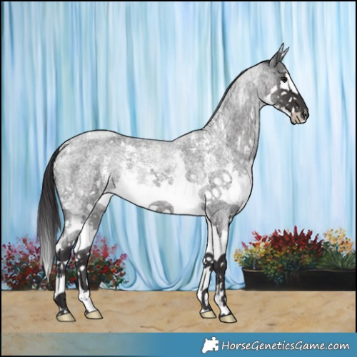 Horse Color:Smoky Blue Roan Sabino Splash 