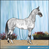Horse Color:Smoky Blue Roan Sabino Splash 