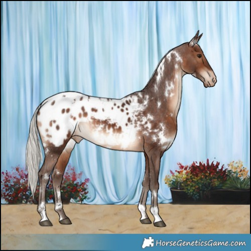 Horse Color:White Spotted Silver Brown Blanket 