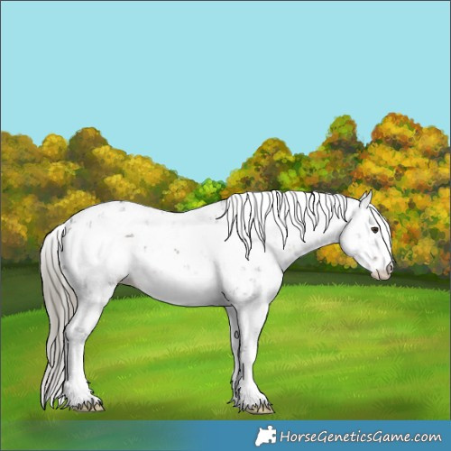 Horse Color:Liver Chestnut Mushroom Sabino 