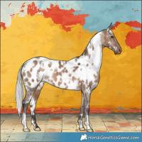 Horse Color:White Spotted Silver Brown Dun Near Leopard 