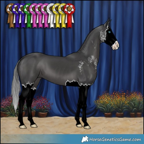 Horse Color:Black Sabino Splash 