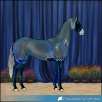 Horse Color:Black Sabino Splash 