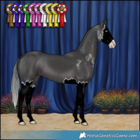Horse Color:Black Sabino Splash 