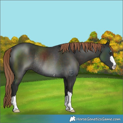 Horse Color:Liver Chestnut Rabicano