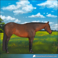 Horse Color:Brown 