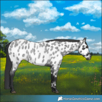 Horse Color:Blue Roan Near Leopard 