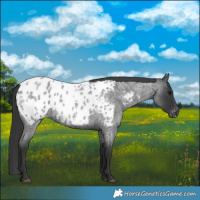 Horse Color:Blue Roan Near Leopard 