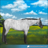 Horse Color:Blue Roan Varnish 