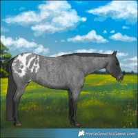 Horse Color:Blue Roan Appaloosa