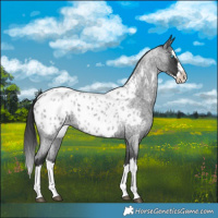 Horse Color:Blue Roan Splash Near Leopard 