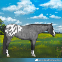 Horse Color:Blue Roan Appaloosa 