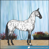 Horse Color:Blue Roan Near Leopard 