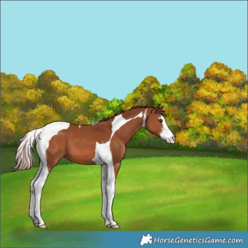 Horse Color:White Spotted Chestnut Tobiano 