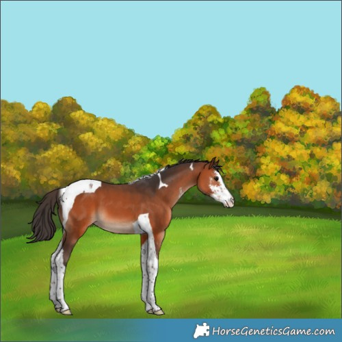 Horse Color:Bay Sabino Tobiano 