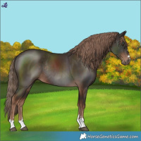 Horse Color:Liver Chestnut Rabicano