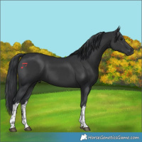 Horse Color:White Spotted Black Tobiano 