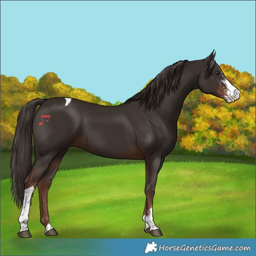 Horse Color:Liver Chestnut Sabino Tobiano 