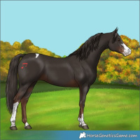 Horse Color:Liver Chestnut Sabino Tobiano 