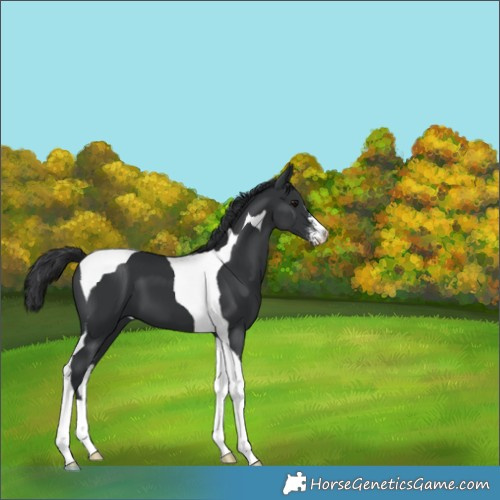 Horse Color:Black Sabino Tobiano 
