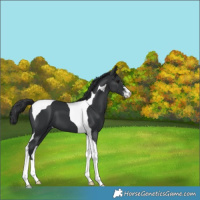 Horse Color:Black Sabino Tobiano