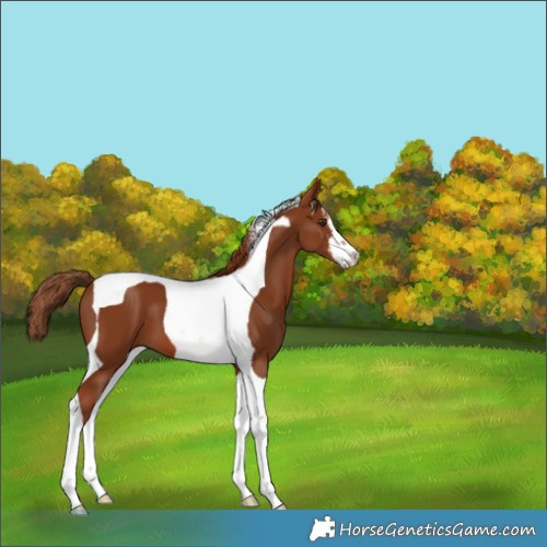 Horse Color:White Spotted Chestnut Tobiano 