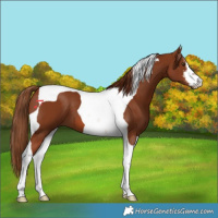 Horse Color:White Spotted Chestnut Tobiano 
