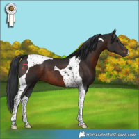 Horse Color:Brown Tobiano 